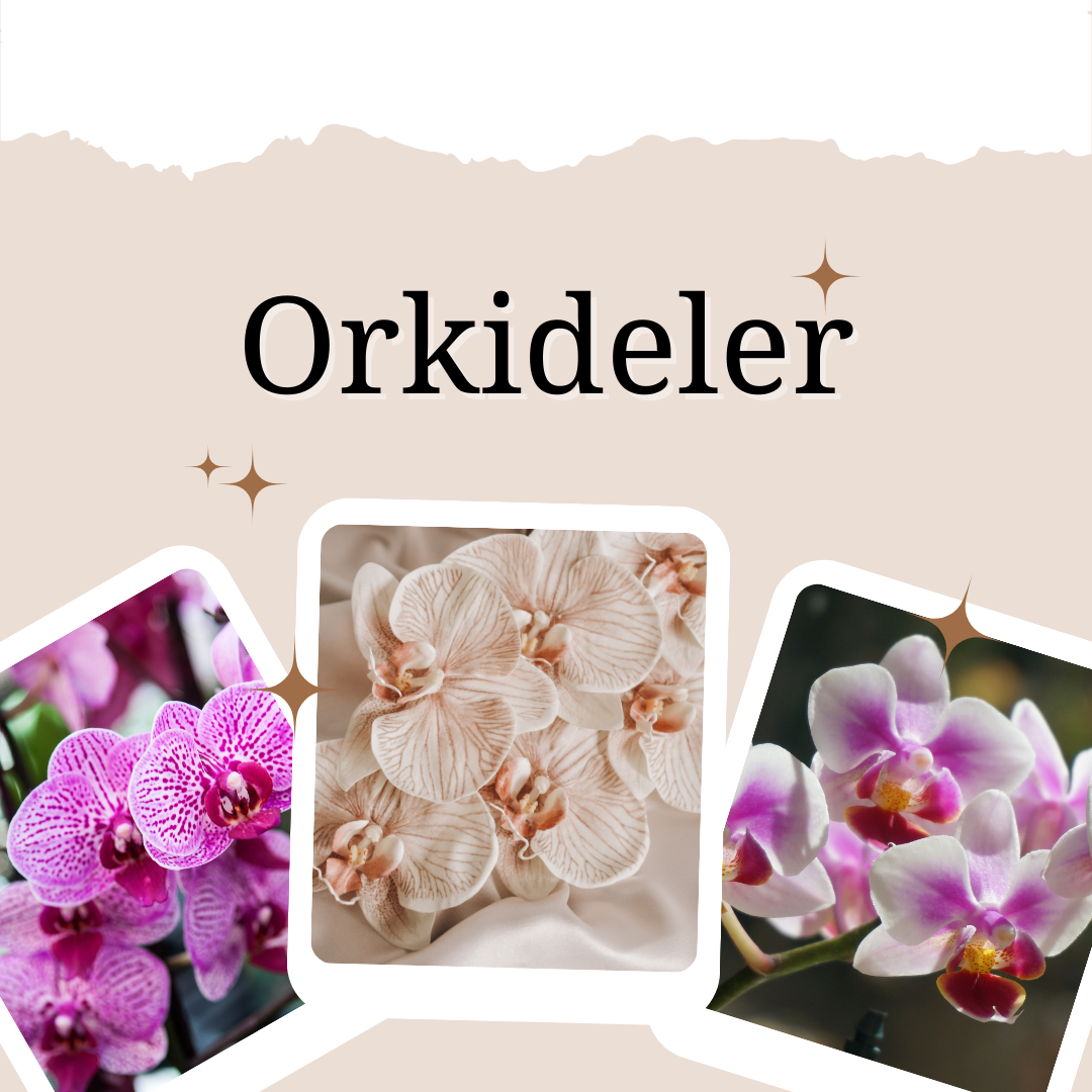 orkideler