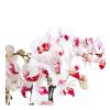 White Fuschia Orchids Garden Green