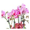 Pink Orchids Garden Green