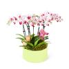 White Fuschia Orchids Garden Green