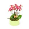 Fuschia Orchids Garden Green