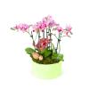 Pink Orchids Garden Green