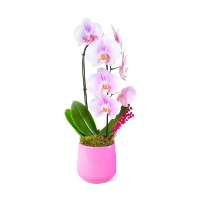 Pembe Seramik Saksıda Tek Dal Pembe Beyaz Cascade Orkide