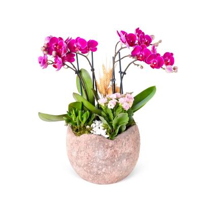 Fuşya Orkide Aranjmanı Sweet Fuchsia Orchids