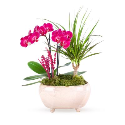 Fuşya Midi Orkide Marginata Aranjmanı