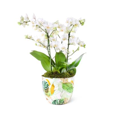 Özel Sakura Serisi Saksıda Beyaz Duetto Orkide
