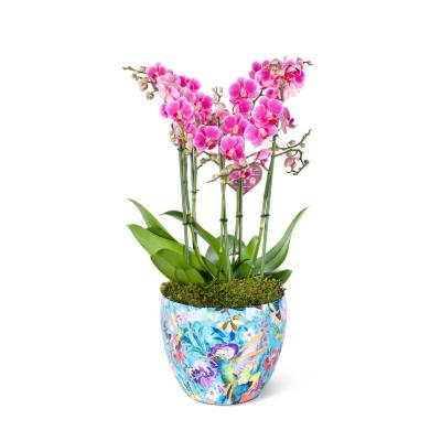 Özel Sakura Serisi Saksıda Fuşya Duetto Orkide