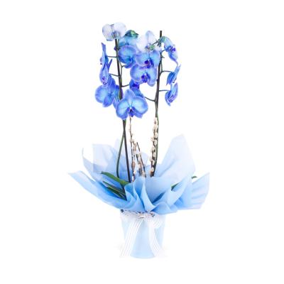 Mavi Orkide Aranjmanı 2 Dal