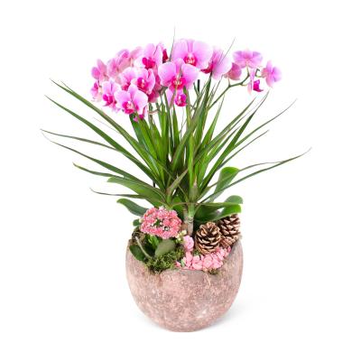 Pembe Kırçıllı Multi Midi Orkide Aranjmanı Pink Dreams