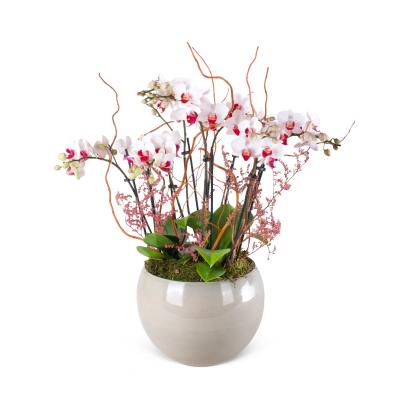 9 Dal Dalmaçya Midi Orkide Gray Elegance