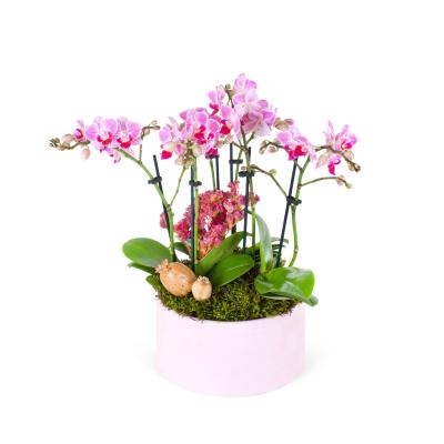 Pink Orchids Garden Pink