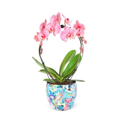 Özel Sakura Serisi Saksıda Pembe Cascade Orkide