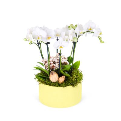 White Orchids Garden Yellow