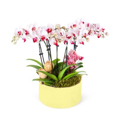 White Fuschia Orchids Garden Yellow