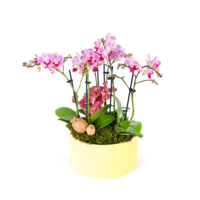 Pink Orchids Garden Yellow