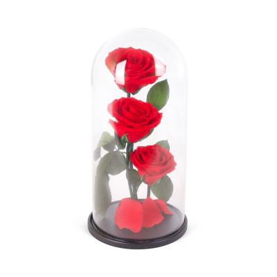 Solmayan Gül - Infinity Rose Toscana