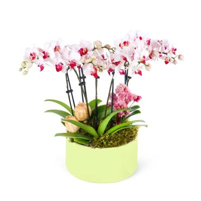 White Fuschia Orchids Garden Green
